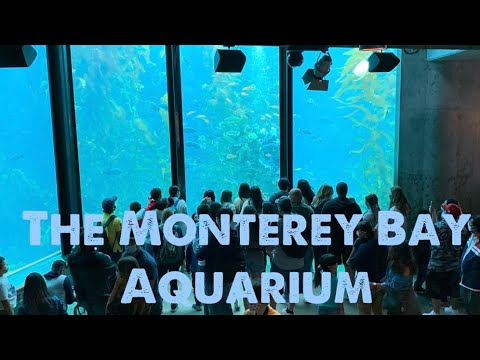 Video: Монтерей Бэй аквариумунун коноктору үчүн колдонмо