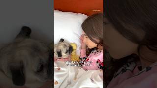 Who needs an alarm clock when you have a dog? ⏰ #pug #dog #funny (audio by jasperthemas)