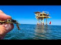 I tossed this fake crab on an offshore oil rig and caught my dinner