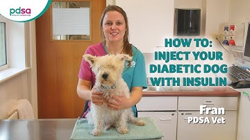How To Inject Your Diabetic Dog With Insulin: PDSA Petwise Pet Health Hub