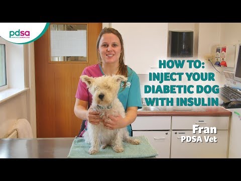 how-to-inject-your-diabetic-dog-with-insulin:-pdsa-petwise-pet-health-hub