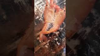 Спаривание красных раков //mating of red crayfish