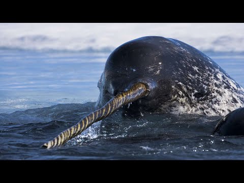 Video: Wo leben Narwale?