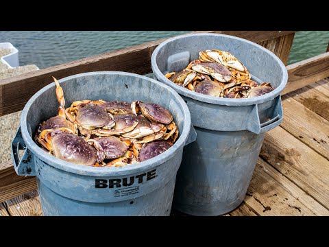 Top 5 Crab Baits for Oregon Coast Dungeness Crabbing