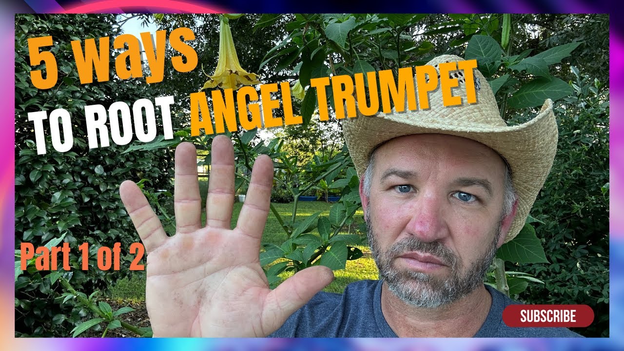Rooting Angel Trumpets in Ways You've Never Seen Part 1 of 2 YouTube