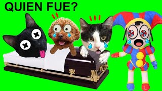 Quién MATÓ al GATO negro? The Amazing Digital Circus de peluche / Videos de gatos Luna y Estrella