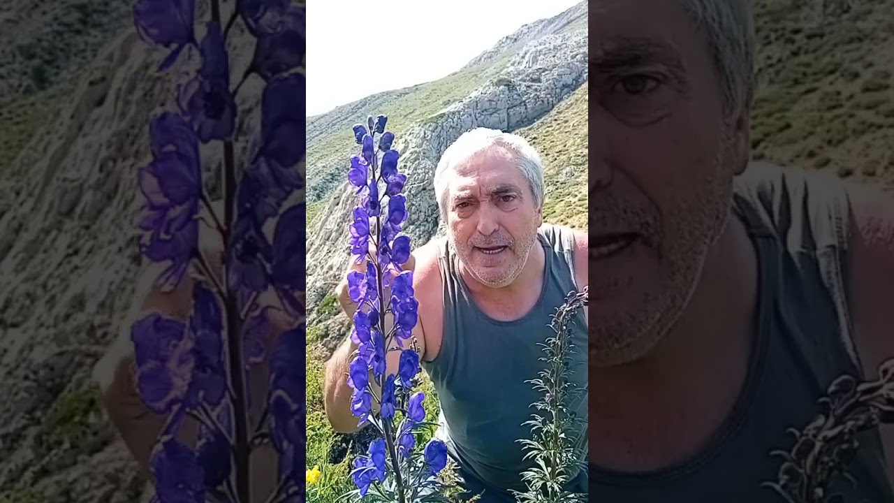 🚫🌿 ¡No Toques Esta Planta Bajo Ningún Concepto! La Planta Más Tóxica de España ⚠️💥