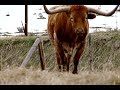 Colorado Rancher Documentary [FULL]