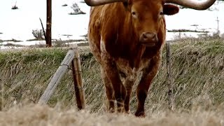 Ranchers could arguably be one of the most valuable stewards our
agricultural land to date. this documentary looks into lives colorado
ranch famili...