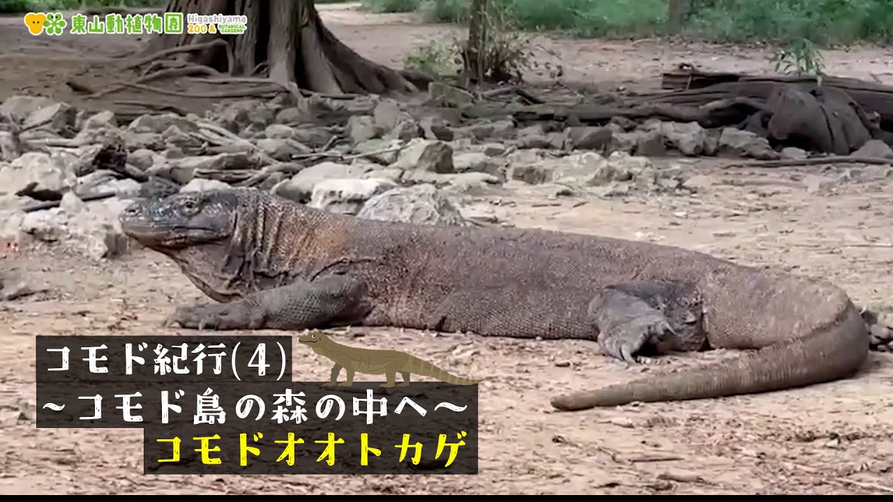 東山動植物園公式】コモド紀行（4）～コモド島の森の中へ