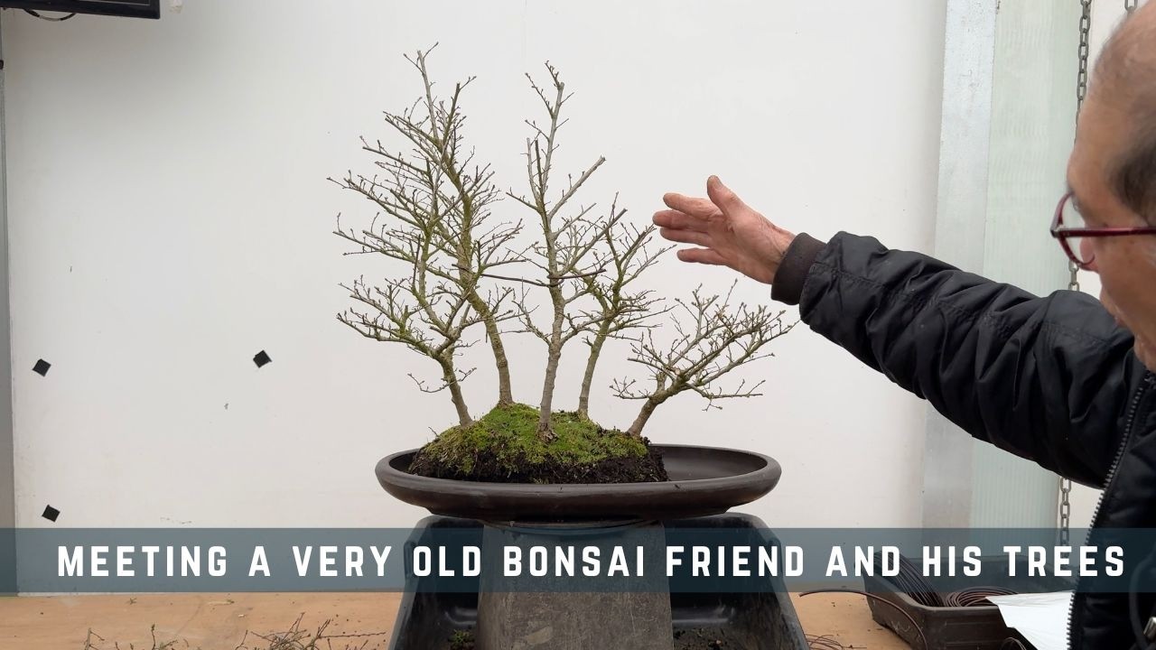gdje kupiti bonsai SET