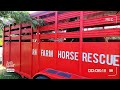 Emergency horse surrender pickup  we needed 2 trailers