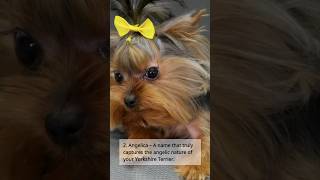 Here are the Top 5 Sweetest Names for a Girl Yorkshire Terrier! #cutedog #pets #doglover #dog