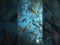 #blue #sealife #underwatermonk #scubadiving #reels #shorts #kohtao #kohtaodiving