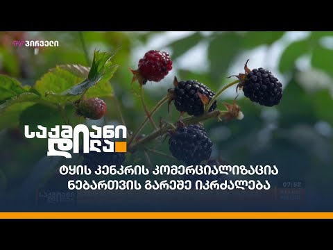 ტყის კენკრის კომერციალიზაცია ნებართვის გარეშე იკრძალება