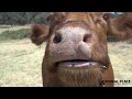 30 Seconds of Cow Noses