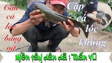 Câu cá lóc bằng vịt: chinh phục cặp cá khủng sau cơn mưa | cau ca mien tay | snakehead fishing.!