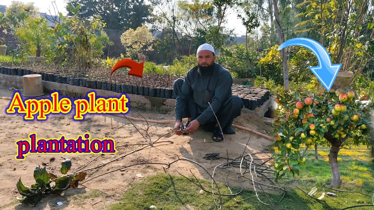 Apple plant plantation #shehrazgardening#imtiazmali #grafting 