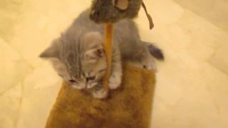 S*KillerCats Lilou Lumineux playing by KillerCats100 24 views 9 years ago 32 seconds