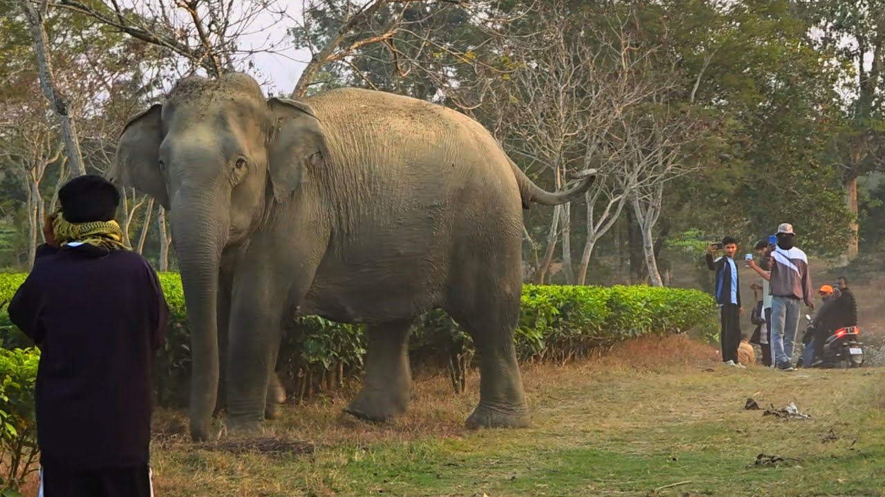 17 February 2026 #assam #animals #wildlife #viralvideo 