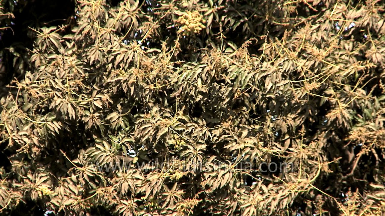 Mango blossoms on a busy road in Safdurjung Enclave, New Delhi:  The Old India still persists!