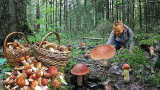 HOUBY 2025 - KŘEMENÁČOVÉ ŠÍLENSTVÍ - Extrémní houbaření !! Všude rostou OBROVSKÉ Hřiby a Křemenáče !