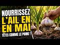 Nourrissez l’Ail en Mai — des Têtes Groses comme le Poing !