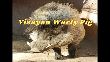 VISAYAN WARTY PIG