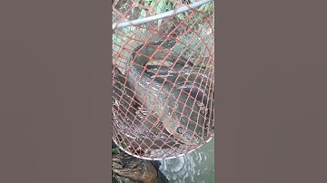 Cá Lóc Đồng Tát Ao