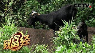《致富经》 20180412 岩石上跳跃的“黑色”财富 | CCTV农业
