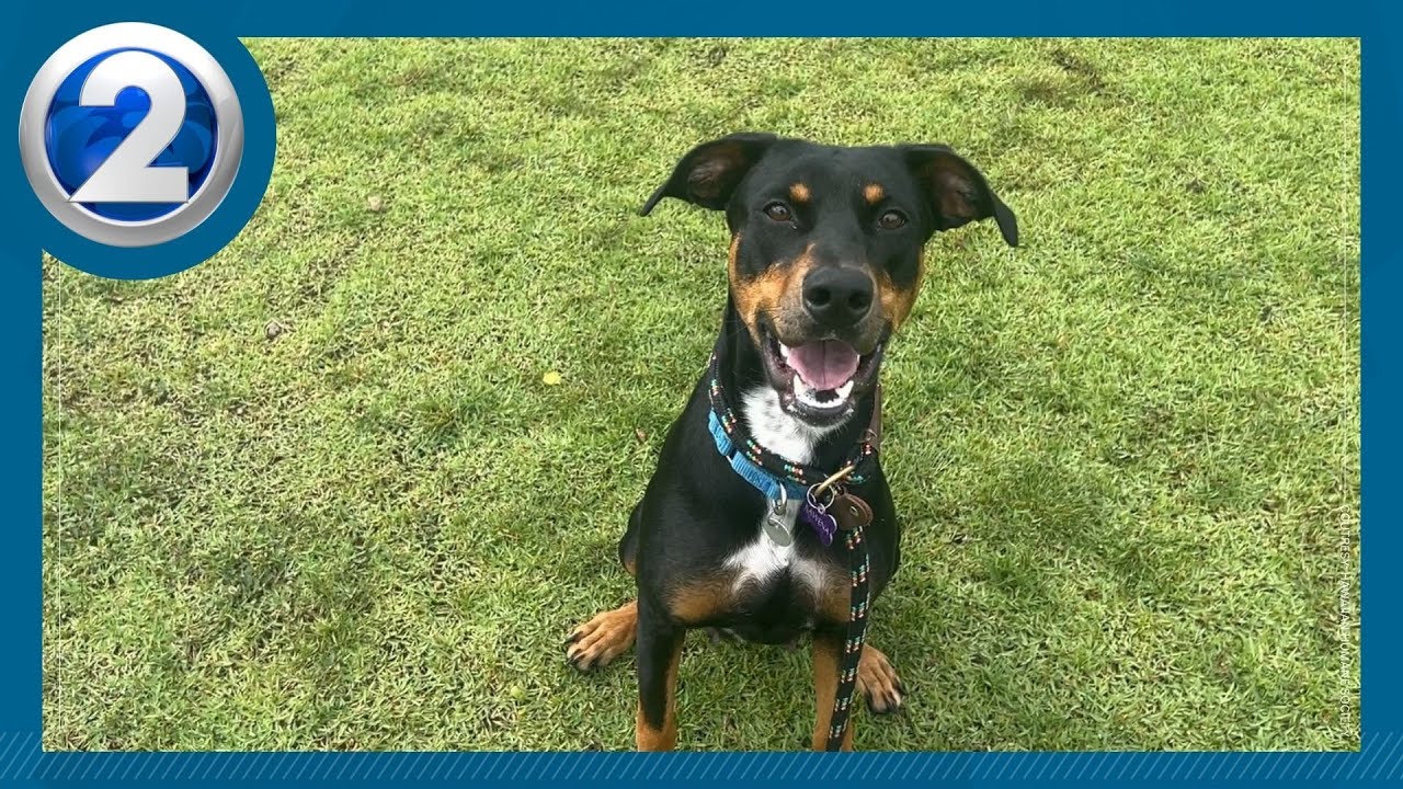 Ready for a canine companion? Nyx is ready for you!