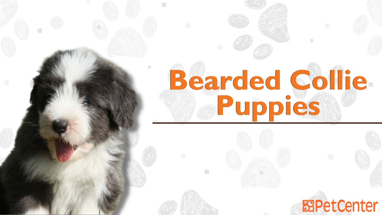 Is The Bearded Collie The Right Puppy For You?