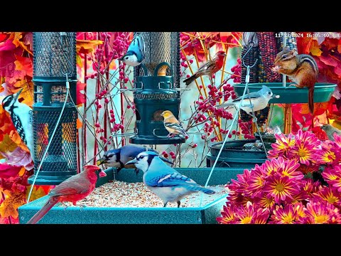🔴LIVE Fall Cottage Garden Bird Feeder: Cardinals, Woodpeckers, Doves, Song Birds, Chipmunks, Sleep