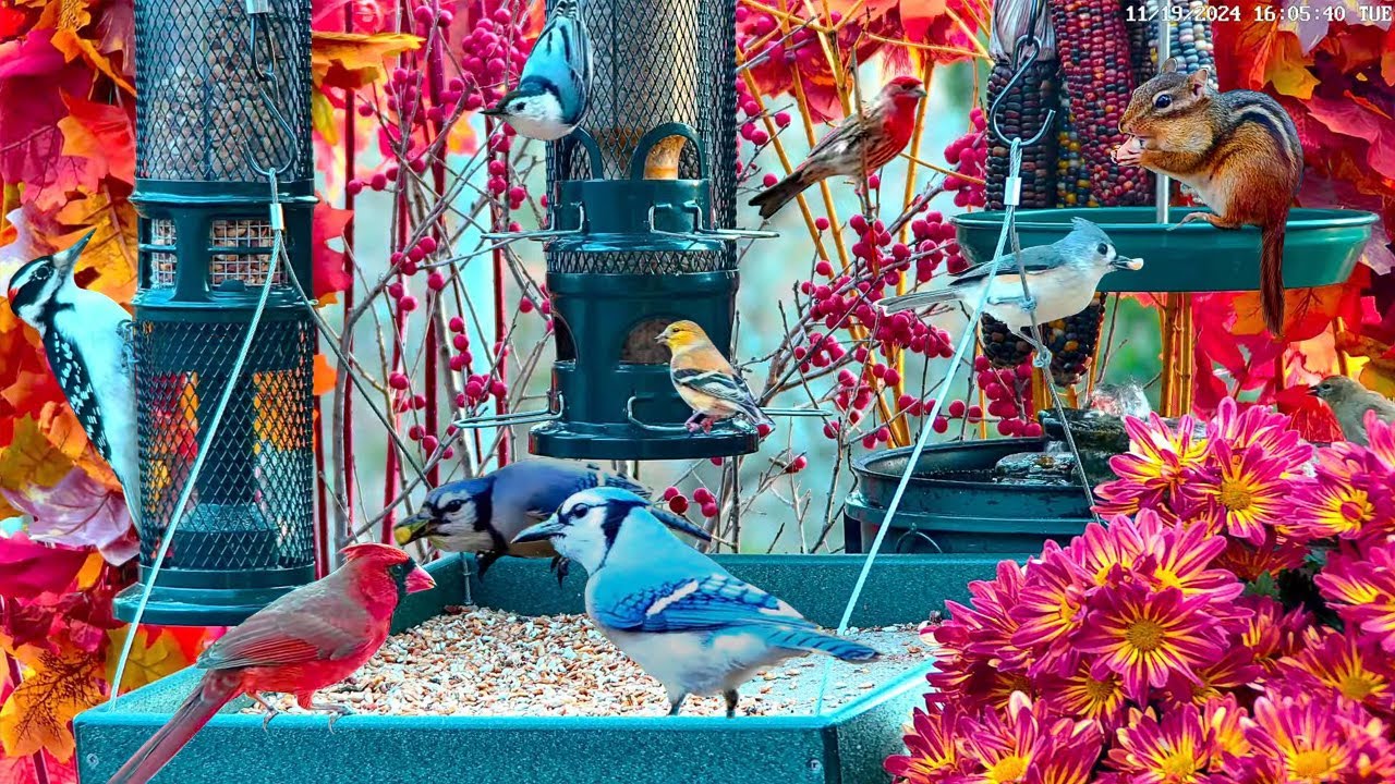 🔴LIVE Fall Cottage Garden Bird Feeder: Cardinals, Woodpeckers, Doves, Song Birds, Chipmunks, Sleep