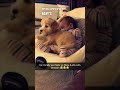This Dog And Baby Are Best Friends 