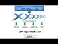 DNA Repair Mechanisms || DNA Damage || Dr Amit Maheshwari