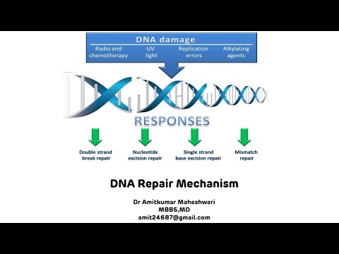 DNA Repair Mechanisms DNA Damage Dr Amit Maheshwari