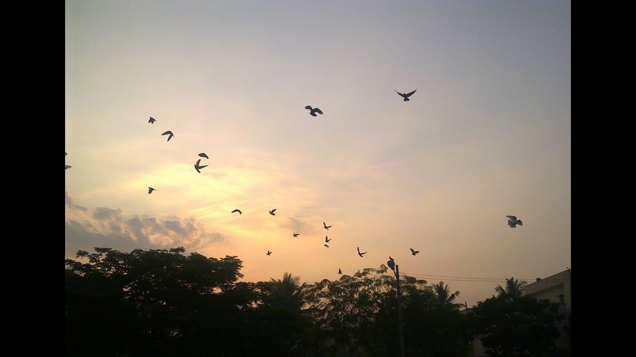 Birds Sounds And Dogs Barking In The City Early In The Morning Sound Effect Birds Sounds And Dogs Barking In The City Early In The Morning Sound Effect