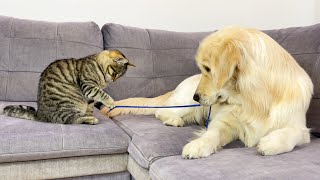 Funny Kitten Loves to Play with Golden Retriever (So Funny!!)