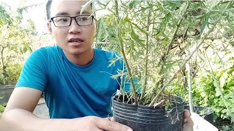 Trồng Ngải Cứu Trong Chậu Tốt Mê Ly