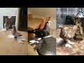 Красивые голуби. Beautiful pigeons. Schöne Tauben