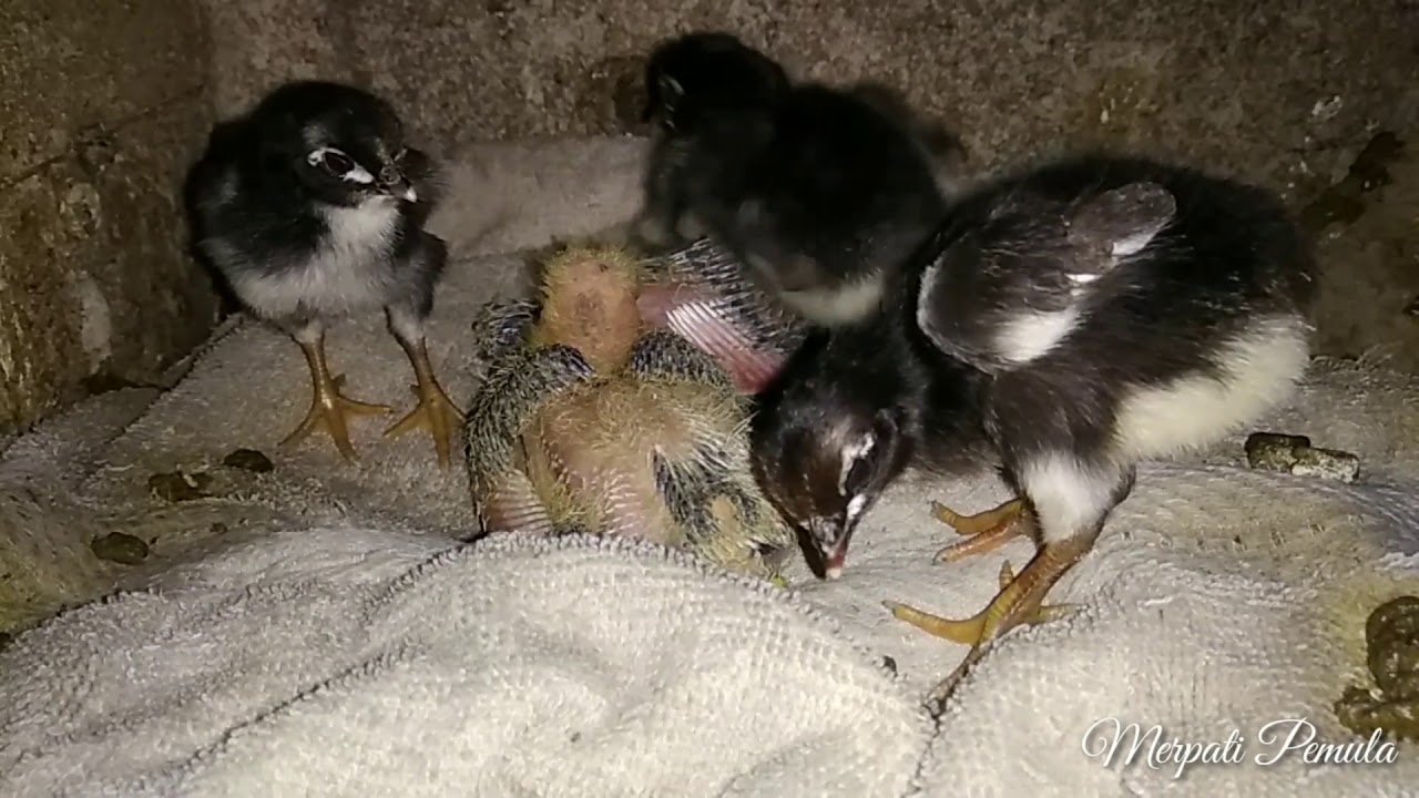 Persahabatan Piyik Merpati & anak Ayam 
