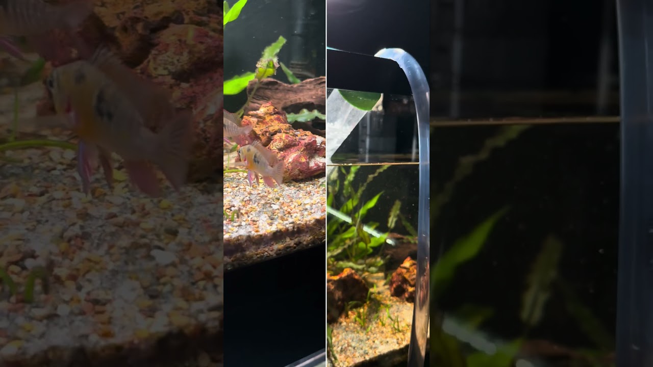 Cleaning the 40 Gallon Fish Tank!