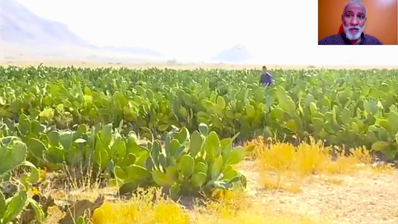 تابعو أول مستثمرة لإنتاج و تحويل التين الشوكي في الجزائر تصدر الى عدة دول BARBARY FIGUES