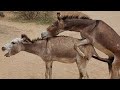 “Real Donkey Mating Scene | गाँव का असली नजारा 🐴💥”