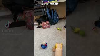bird jumpscare