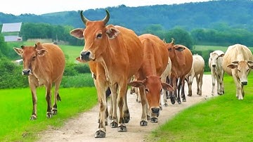 suara sapi moo, dan jinak kawanan mengikuti perjalanan pulang ke kandang Peternakan hewan suara sapi