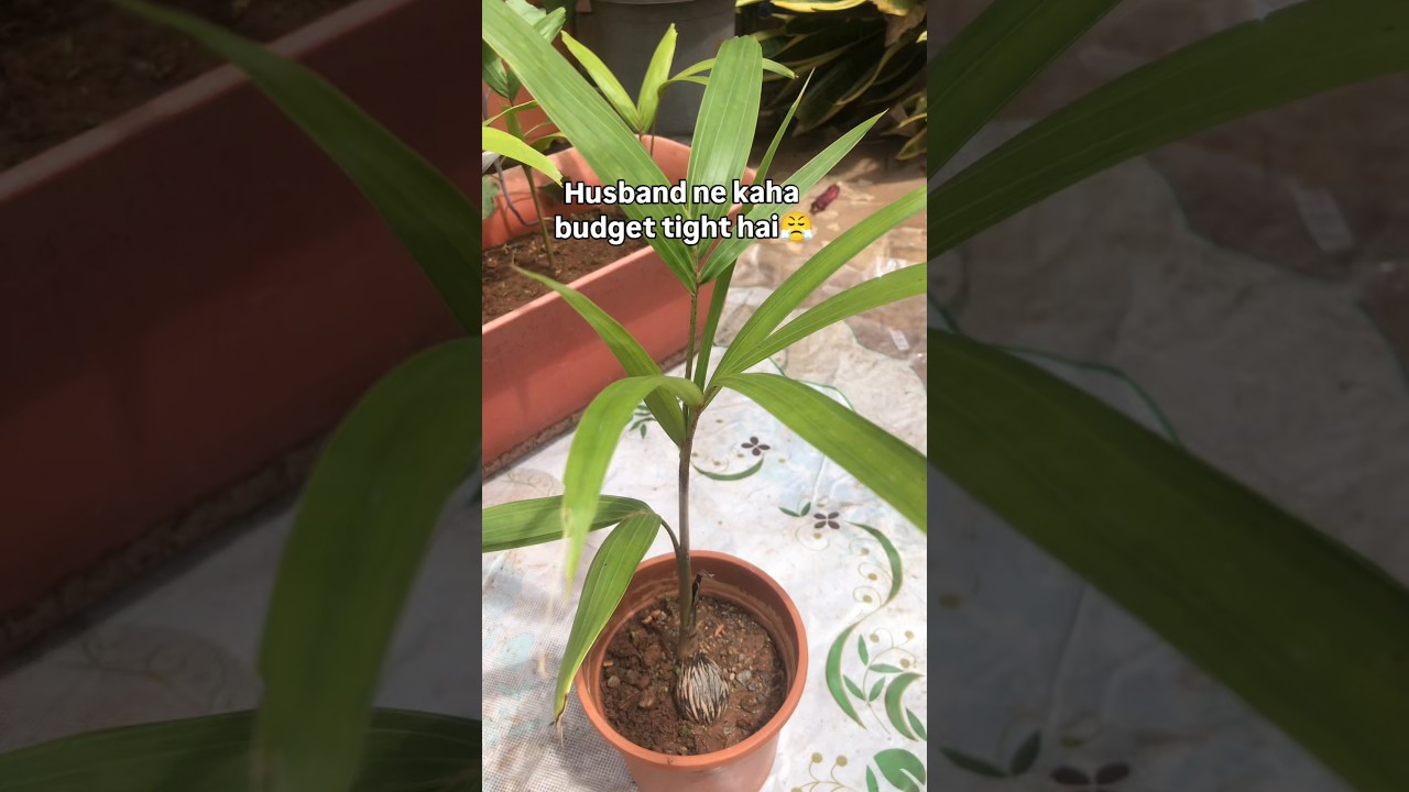 From Seed to Success! 🌱, Unbelievable😱👌✨