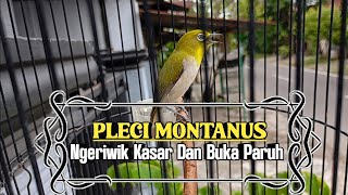 Pancingan Pleci Montanus Agar Ngeriwik Kasar Dan Buka Paruh