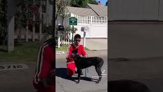 Fearful, reactive/aggressive Malinois pt.2 - The Dog Daddy